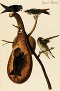 Buy Enlarge 0-587-64650-LP20x30 Purple Martin- Paper Size P20x30