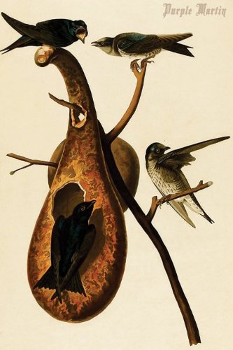 Buy Enlarge 0-587-64650-LP20x30 Purple Martin- Paper Size P20x30