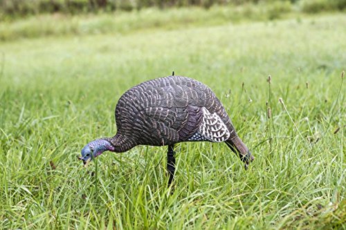 Flambeau Outdoors MD-710 Shady Baby Turkey Decoy - Feeding Hen | Realistic feeding hen turkey decoy in a lightweight, compact design that packs in and sets up fast on the vest