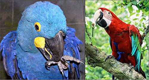The AVIATOR Pet Bird Harness and Leash: XX-Large Blue - color: Blue, size: XX-Large