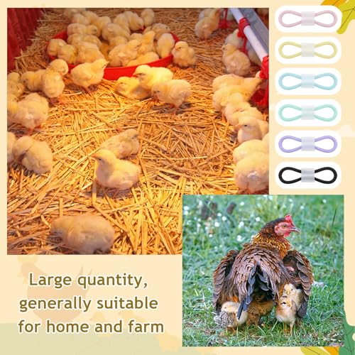 Patelai 100 Sets Baby Chick Leg Bands Splay Hobbles Brace Adjustable Poultry Leg Bands for Newborn Chick Bird Ducks of 1 to 3 Days Newly Hatched