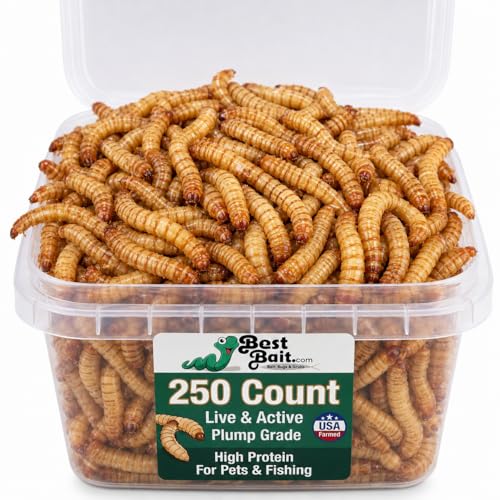 Live Medium Mealworms for Fishing Bait & Pet Feeding - High Protein, Nutrient-Dense Larvae for Birds, Reptiles & Fish - Ideal for All Life Stages - Fresh - 250 Count