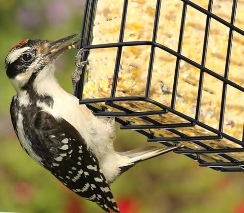 Two of Durable Outdoor Garden Yard Patio Suet Bird Parrot Easy Open Reusable Feeders Squirrel Proof for Outside Wild Bird Parrot Woodpecker Hummingbird Hanging Fruit Capacity Suet Cake Food - style: Regular