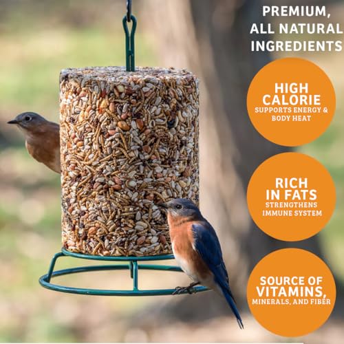 Birds Choice Trailblazin' Spicy Bird Seed | Squirrel Proof Wild Bird Food with Red Pepper | High-Energy Black Oil Sunflower Seeds, Peanuts & Safflower | High Protein & Fat Feeders | 2.5 lbs (2-Pack) | Squirrel Resistant Red Pepper Blend of Black Oil Sunfl