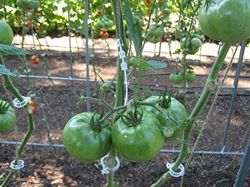 MIHEY 300 Pcs Tomato Trellis Clips for Garden Support | Wooden Noise Makers, Ratchet Noisemakers for Soccer Sporting Events, Party Favor, Graduation and Christmas Celebrations