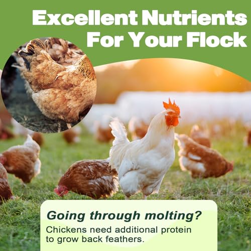5LB Dried Mealworms for Chickens, Laying Hens, Ducks & Wild Birds | 100% Natural Non-GMO Whole Mealworms, Supports Feather Health & Molting, Resealable Bulk Bag for Daily Flock Feeding