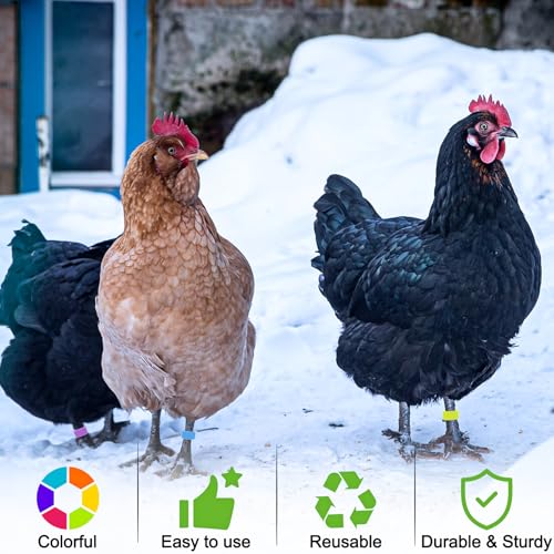 Keedolla 200 Pcs 16mm Chicken Leg Rings Colorful Numbered Chicken Identification Leg Bands Clip on Poultry Foot Rings Chicken Ankle Tags for Chicks Duck Bantam Guinea Pigeons Gamefowl - size: 16mm - 200pcs