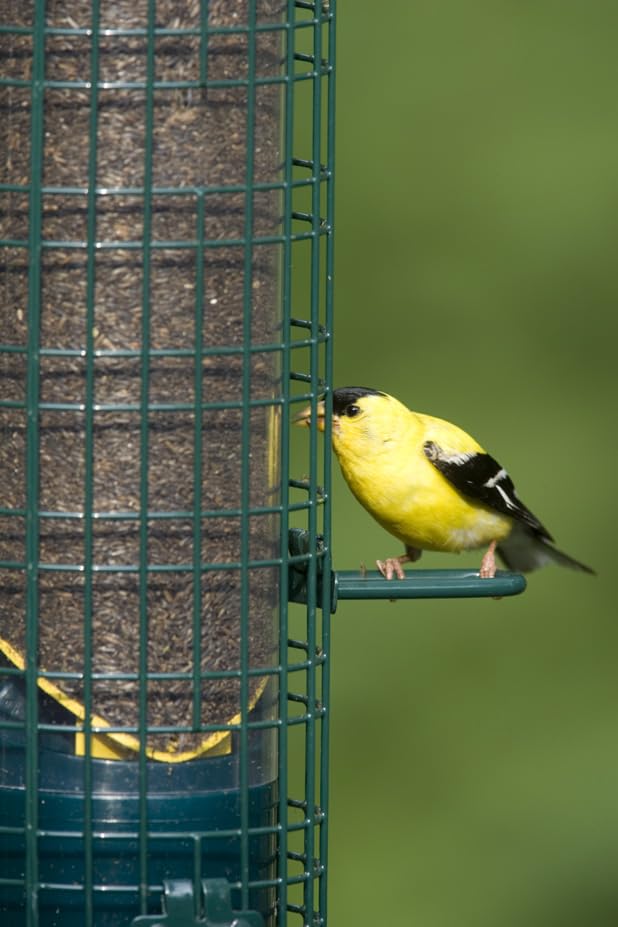Squirrel Buster® Nyjer® – Squirrel-Proof Nyjer®/Thistle 2.4-pound Seed Capacity Feeder w/8 Feeding Ports & 4 Perches, Easy Fill & Clean, Durable Outdoor Feeder for Finches, Goldfinches & Small Birds | Eight ports, four perches, easy-fill design, UV-resist
