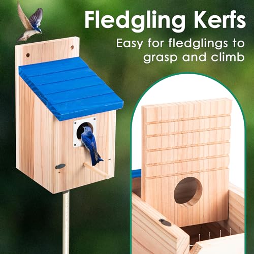 Dreyoo 4 Pack Bluebird Houses for Outside, 1-1/2'' Entrance Hole Wooden Bluebird Houses for Outdoors with Metal Guard, Secure Latch, Fledgling Grooves, Air Vents (Blue Roof with Wood Body)