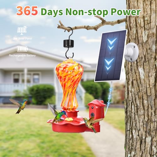 Camera Bird Feeder