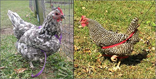 The AVIATOR Pet Bird Harness and Leash: XX-Large Silver - color: Silver, size: XX-Large