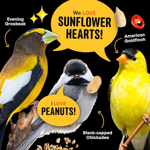 Cool Birds No Mess Sad Squirrels Hot Bird Seed, 10 lb | Spicy shell-free blend of peanuts, sunflower hearts & chili pepper oil – Birds can't detect heat, critters can