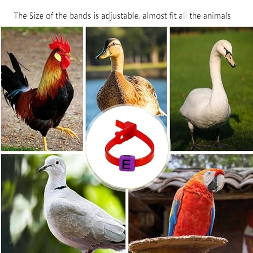 100 Pcs Adjustable Chicken Leg Bands, Colorful Poultry Identification Leg Bands with Charms Accessories for Gamefowl Turkey Duck Goose Hens Guinea Parrot Birds
