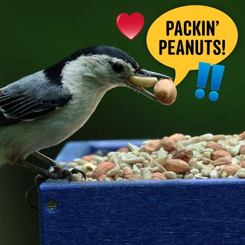 Cool Birds Safflower, Nuts & Hearts Wild Bird Seed, 10 lb | Gourmet Bird Food with Safflower, Sunflower Hearts & Peanuts. No Corn, Milo or Millet, No Waste Bird Food for Outside Feeders