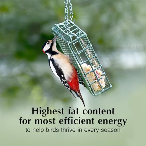 C&S Fruit n' Nut Suet Treat, Suet Cakes for Wild Birds, Pack of 8 | Suet cakes for woodpeckers, made with fruit n' nut, use in a suet feeder year-round - style: Fruit n' Nut, 8 Pack