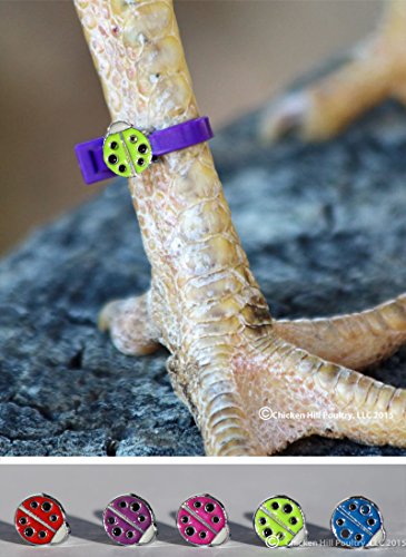 20 Chicken Charm Poultry Leg Bands - Includes Americas Favorite Super Hero's