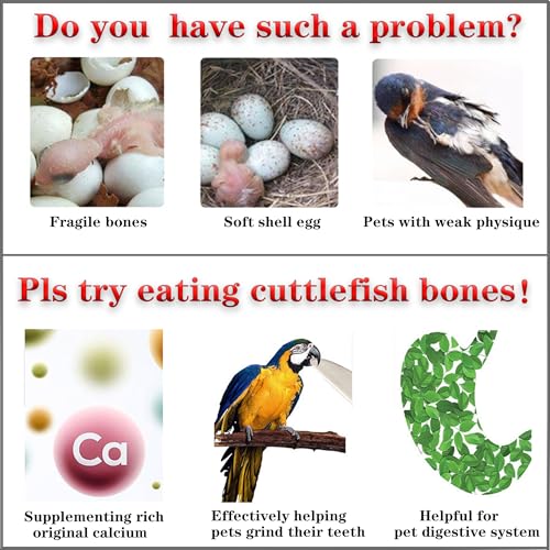 4.7-5.1'' Cuttlebone for Parakeets Cuttlebone for Birds - Natural Cuttlefish Bone Bulk Chew Toy Bird Bites Calcium Stone for Canaries Tortoises,Snails,Reptiles,Parrots,Cockatiel-20PCS - size: 20PCS