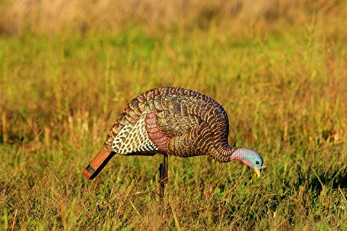 Flambeau Outdoors MD-710 Shady Baby Turkey Decoy - Feeding Hen | Realistic feeding hen turkey decoy in a lightweight, compact design that packs in and sets up fast on the vest