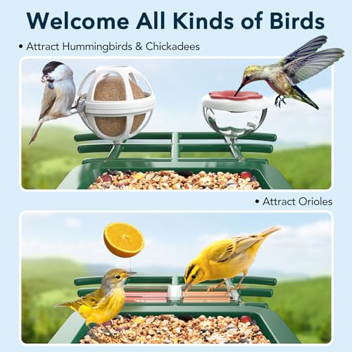 PeckCam® Bird Feeder with Camera Solar Powered 2K Live Video Auto Capture | AI Bird Species Identification, Instant App Alert, IP65 Waterproof, Easy Setup, Backyard Bird-Watching, Gift for Bird Lovers - color: Green