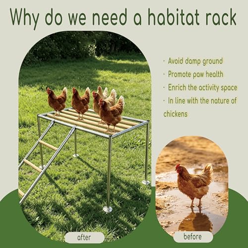 XCL Chicken Roosting Bars Large, Chicken Perch for Coop,Metal Frame Wood Chickens Perch for Backyard Poultry Roosting, Easy to Assemble Clean, Farm Chicken Toys, Accessories (Platform 42" L x 24" W)