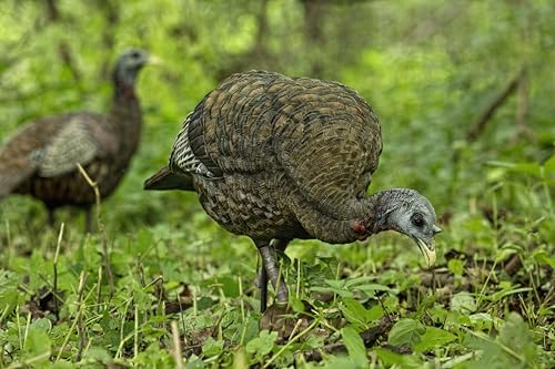 Avian-X LCD Feeder Hen Turkey Decoy with X-Factor Motion System – Realistic Lifelike Collapsible Standing Turkey, Durable Design, Carry Bag & Collapsible Stake for Hunting - style: LCD Feeder Hen