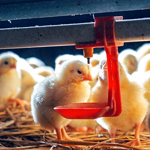 Chicken Waterer, 20Pcs Chicken Nipple Drinker Cups Waterer Hanging Cup Drinking Water Tool Farm Supplies Red