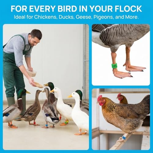 100Pcs Numbered Poultry Leg Rings 1-100 Identification Tags Reusable Bands for Chickens Ducks Geese Pigeons(Yellow) - color: Yellow