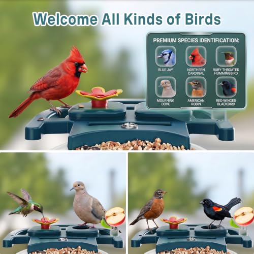 Bird Feeder with Camera Solar Powered, 2K HD Birds Feeder Camera for Outdoors, Instant Motion Detection & Alerts, AI Smart Identify Birds Species, Gifts for Mom Dad and Bird-Lovers(Cyan-Blue) - color: Cyan-Blue