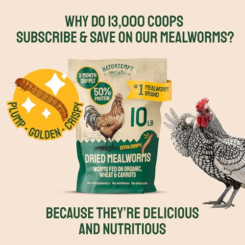 Hatortempt 10lb Dried Mealworms for Chickens & Wild Birds, Chicken Feed | High-Protein Chicken Food - Meal Worms Fed an Organic Diet - Hand Inspected Treats for Laying Hens & Ducks - 2 Yr Shelf Life - size: 10 Pound (Pack of 1)