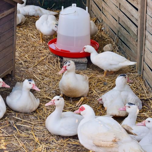 Pickmesh 2 Pcs 2 Gallon Plastic Poultry Drinker Poultry Waterer Automatic Chicken Water Feeder Fed Water Container Jar for Duck Baby Chicks Rabbit Turkeys Outdoor Farm - size: 2 Gallon