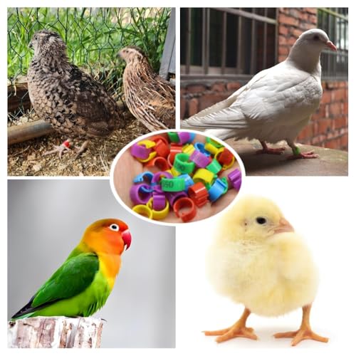 DoubleWood Leg Bands for Birds, 120 Pcs Numbered 8mm Pigeons Leg Bands, Poultry Leg Bands Clip on Leg Bands for Baby Chick, Bantam, Finch, Dove, Lovebird, Coturnix Quail (8mm - 120 Pcs) - size: 8mm - 120 Pcs