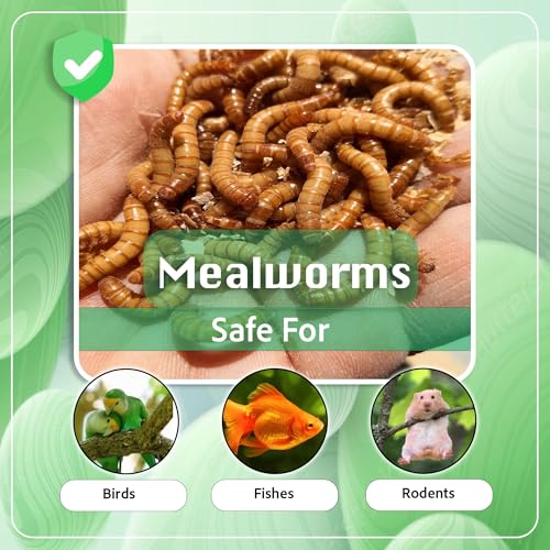 Live Medium Mealworms for Fishing Bait & Pet Feeding - High Protein, Nutrient-Dense Larvae for Birds, Reptiles & Fish - Ideal for All Life Stages - Fresh - 250 Count