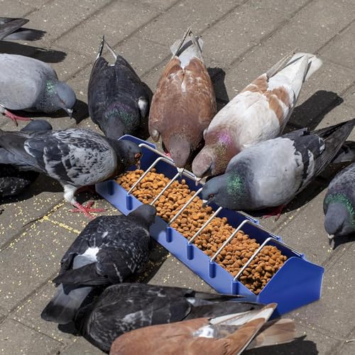 Coloch 4 Pack Large Pigeon Feeder, 8 Slot Poultry Feeder Bowl Thick Chicken Feeding Dish Bird Food Dispenser Tool Slot Container for Bird, Chicken, Duck, Poultry, Parrots