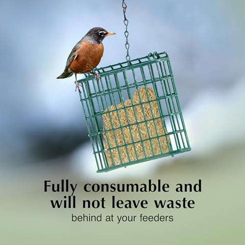 C&S Berry Delight No Melt Suet Dough, Suet Cakes for Wild Birds Including Robins, Blue Jays, Bluebirds, Tanagers, Thrushes and More, 11.75 Ounces, Pack of 8 - size: 1.47 Ounce (Pack of 8), style: Berry, 8 Pack