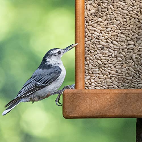 Morning Song Sunflower Hearts & Chips Wild Bird Food, No Mess Sunflower Seeds for Birds, 5.5-Pound Bag | No Mess Sunflower Seeds for Birds - size: 5.5 Pound (Pack of 1), style: 5.5 Pounds (Hearts & Chips)