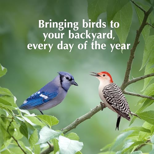 C&S EZ Fill Deluxe Suet and Snak Feeder with Roof & Platform, Suet Feeder for Wild Birds, Holds one 56 Ounce Suet Cake - style: Deluxe Feeder 1-Pack