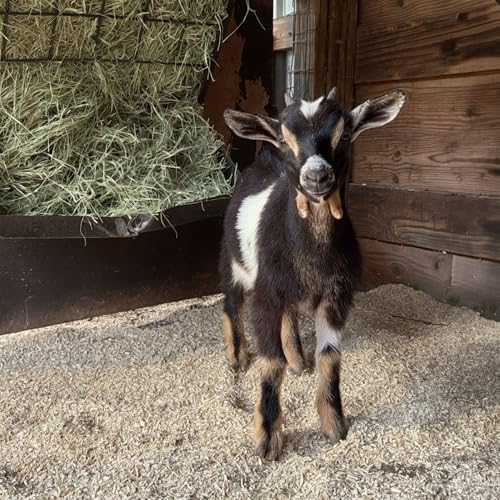 Hemp Bedding, Chickens & Small Animals, 22.5lb, Made in USA | Low Dust & Highly Absorbent, Reduces Coop Odor, Ideal for Chicken Coops, Deep Litter, Nesting Boxes & Brooders - size: 3 Cubic Feet