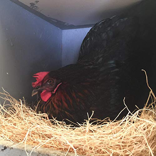 BWOGUE 100g/3.5oz Natural Chicken Hay, Grass Nest Bedding for Hens & Birds | Chicken Laying Pads, Hay for Chicken Coop Nests, Nesting Pad, Soft Laying Surface, Easy Nest Box Placement, Helps Reduce Mess