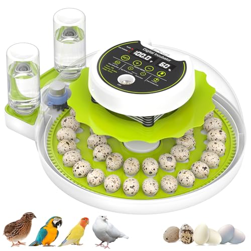 Quail Egg Incubator for Hatching Eggs with Automatic Egg Turning and Humidity Control, 40 Quail Eggs Capacity Brooder Poultry Incubators, Also for Partridge, Parrot, Pigeon, and Other Types of Bird - color: Green