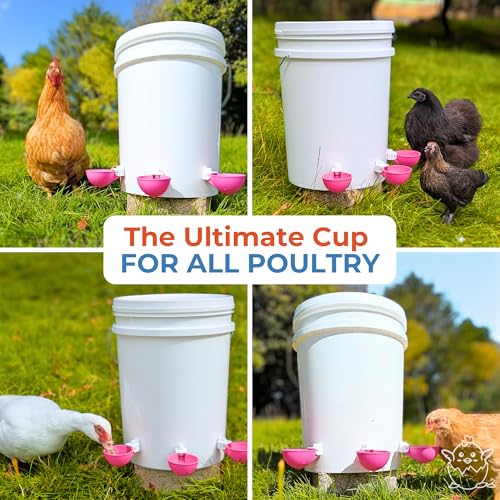 Lil'Clucker - Large Automatic Chicken Waterer Cups Suitable for Ducks, Geese, Turkeys, and Bunny Rabbit - Water Feeder Kit - Poultry Waterer (Pink, 5 Pack) - color: Pink, size: 5 Pack