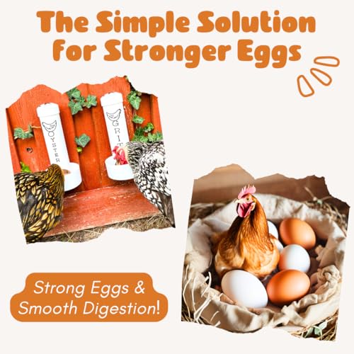 Chicken Oyster Shell Feeder and Grit Feeder Combo