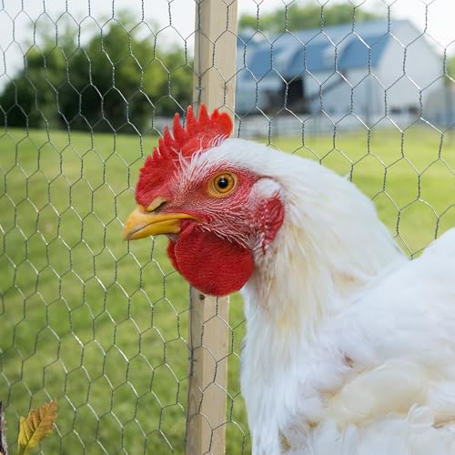YARDGARD 2 Inch Poultry Netting, Chicken Wire Fence, 20 Gauge Galvanized Steel, Rabbit Fencing, Bird Enclosures, Garden Protection and Plant Support, 48 Inches x 150 Feet