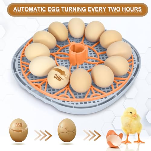 Smart Chicken Incubators for Hatching Eggs with Automatic Turner Small Poultry Duck Quail 12 Egg Incubator Temperature Control Display Hatcher Machine (Mechachick, ℉) - color: Mechachick