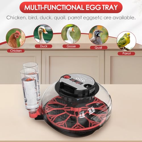 Incubators for Hatching Eggs Automatic Egg Incubator with Temperature Control Humidity Display 12 Egg Capacity for Chicken Duck Goose Eggs Digital Display Auto Turner 360° View - color: Red Black
