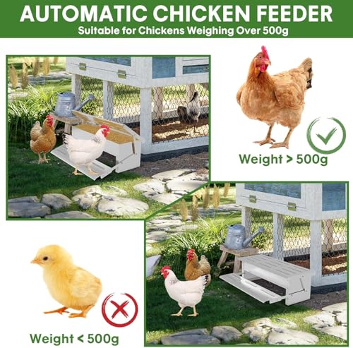 Stainless Steel Automatic Chicken Feeder, Treadle Chicken Feeder with Weatherproof Lid, No Waste Chicken Feeder, 15 lbs Poultry Feeder, for Chickens, Ducks, Fowl