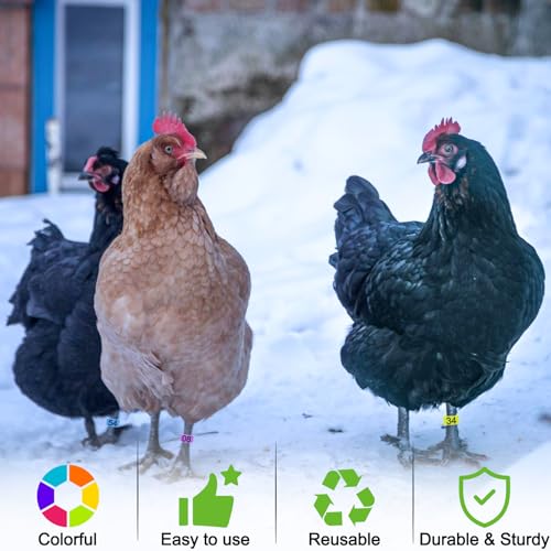 80 Pcs 16mm Chicken Leg Bands with 8 Colors, Colorful 01-80 Numbered Chicken Identification Leg Bands Duck Poultry Foot Tags for Ducks Bantam Guinea Pigeons Goose Gamefowl - size: 16mm - 8 Colors