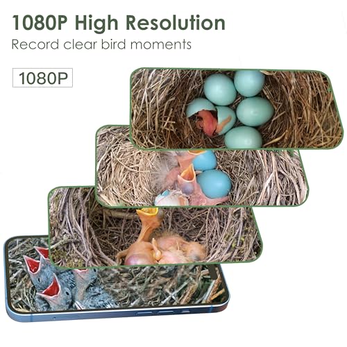 Smart Bird Houses for Outside Solar Powered, 1080P HD Live View Birdhouse with Camera, Perfect Viewing Bird Nesting and Hatching, Ideal Outdoors Bird House for Blue Bird and Cardinal (Green) - color: Green