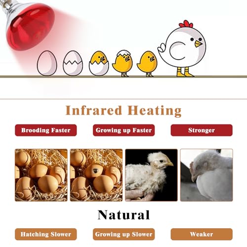 250W Red Heat Lamp Bulbs for Chicken,Infrared Flood Light Heat Lamp Bulb, Incandescent Light Heat Lamps for Chicks, Reptile, Pets, Par38 Glass E26 Base - size: Par38 250W 1PCS