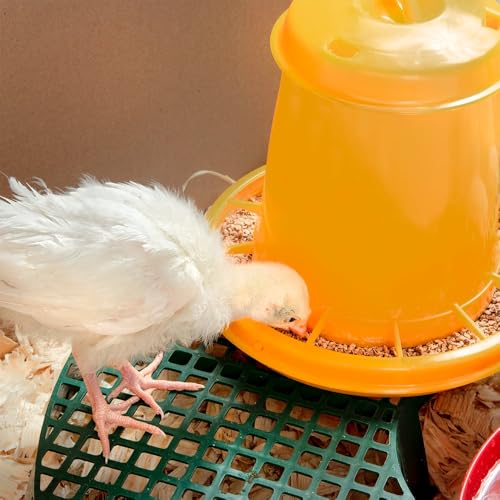 Premier 1 Chick Heating Plate Brooder Kit – Warms Up to 24 Chicks | Includes 12"x12" plate, cover, 7 reusable panels, chick stand, 3 lb feeder, waterer & starter feed. For up to 24 chicks.