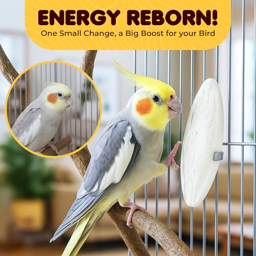 SunGrow 3 Pack Cockatiel Cuttlefish Bone, Calcium Addition to Bird Beak Care, Cage Mount Holder NOT Included, Support Shell Strength, Turtle, Shrimp, Dog, Snail, Aviary Clip, Accessory Reptile